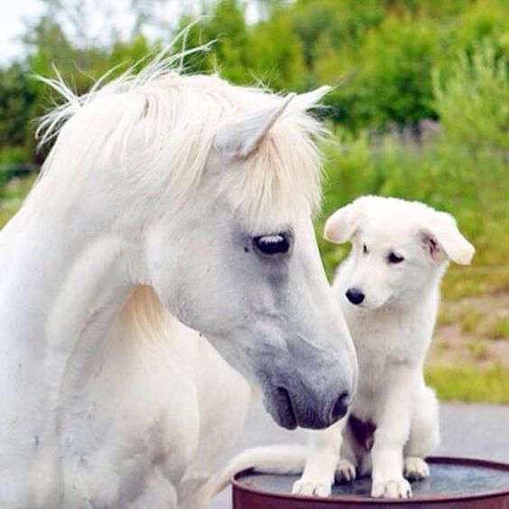Horse and Puppy